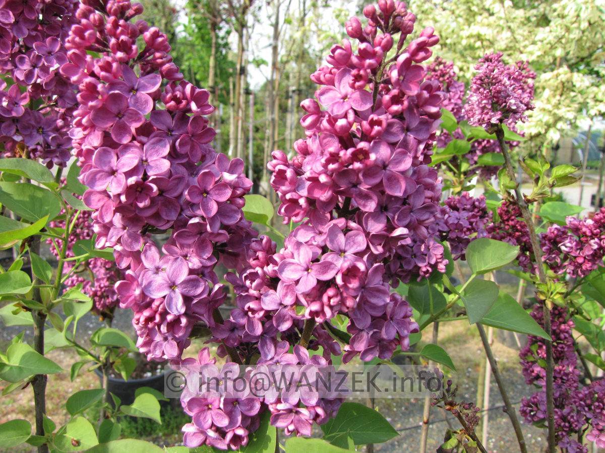 Syringa vulgaris Andenken An Ludwig Spaeth 02.JPG